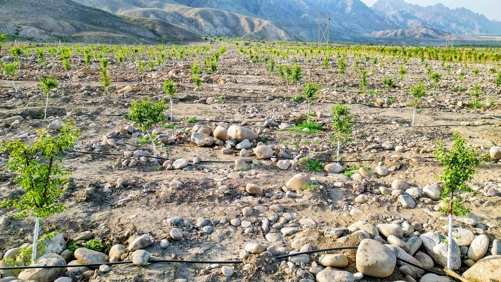 石嘴山市山林權改革讓綠水青山“顏”“值”齊升 培育新型綠化經(jīng)營主體73個 發(fā)展林下經(jīng)濟3.3萬畝 實現(xiàn)產值4432萬元